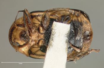 Media type: image; Entomology 9285   Aspect: habitus ventral view